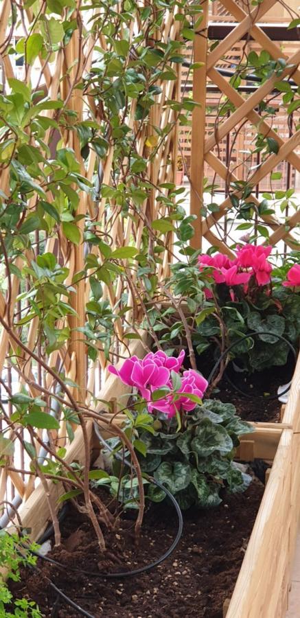 In Terrazza Da Giusy Bed & Breakfast Рим Екстериор снимка